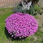 Birkenhain Stolberg i. Harz