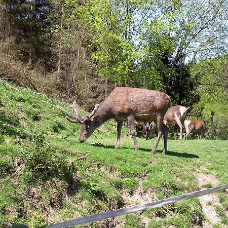 Birkenhain Holiday home *