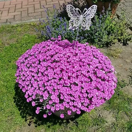 Birkenhain Stolberg (Harz)