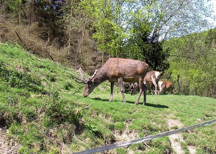 Birkenhain בית נופש *